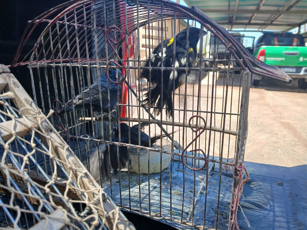 Interceptan una camioneta que traficaba 18 aves autóctonas.
