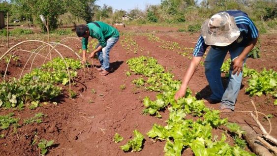 Productores hortícolas y viveristas expresaron su preocupación porque, por la falta de semillas, podría peligrar la siembra de la temporada primavera-verano.
