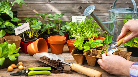 No las tires: por qué reciclar las botellas plásticas puede ser la solución para renovar tu jardín