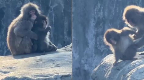 Viral: el monito Punch fue empujado al vacío por otro macaco y la escena generó tristeza