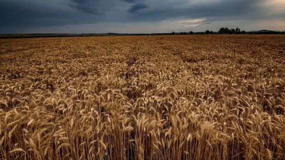 Aunque el 79% de los productores argentinos considera que sus finanzas están complicadas, sus expectativas futuras son favorables.