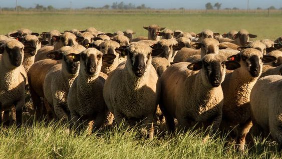 OVINOS. Es uno de los productos alcanzado por la nueva extensión de los productos de las economías regionales alcanzadas por el Programa de Incremento Exportador.