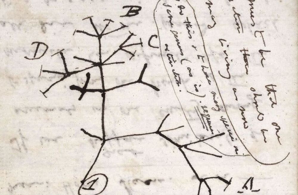 Los cuadernos, cuyo valor está estimado en millones de libras, incluyen el célebre boceto Árbol de la vida del biólogo del siglo XIX.