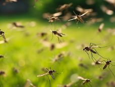 Dengue: los antecedentes de un brote histórico en la región y en el país, las llevaron a suponer que probablemente este verano habría más casos que el verano pasado.