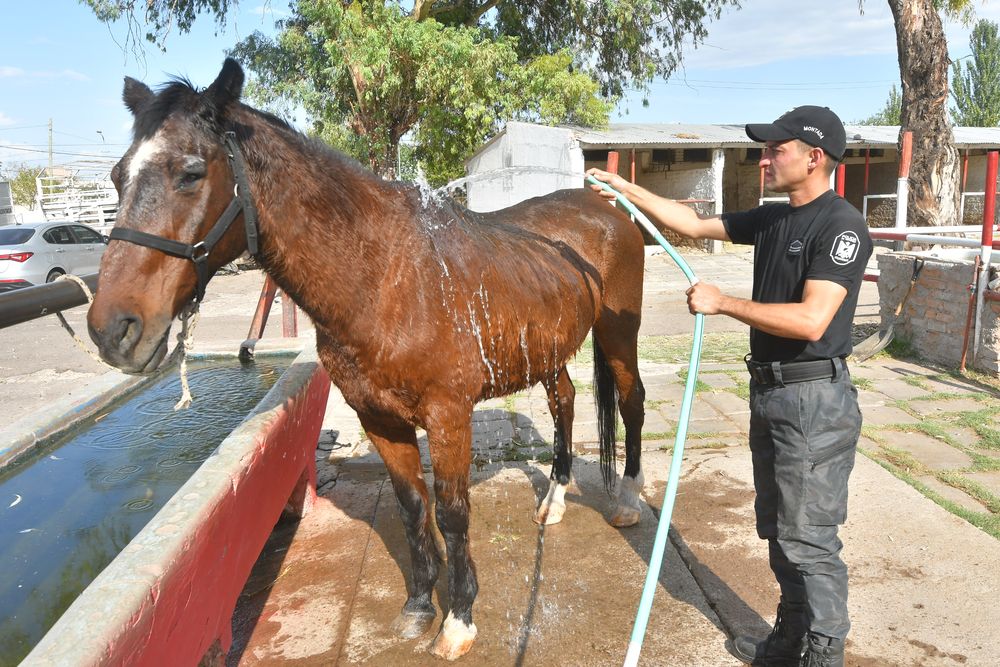 El auxiliar segundo Emanuel Salinas junto a Sadyn el "caballo escuela" de la Polic&iacute;a Montada que qued&oacute; ciego. | Foto: Daniel Caballero / Los Andes&nbsp;&nbsp;