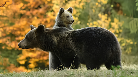 900 osos serán sacrificados en Rumania.&nbsp;