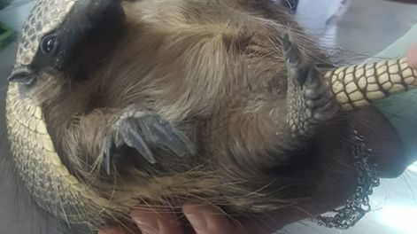Pichín –nombre dado al armadillo por la familia que lo rescató– se encuentra desde hace 12 días en período de cuarentena