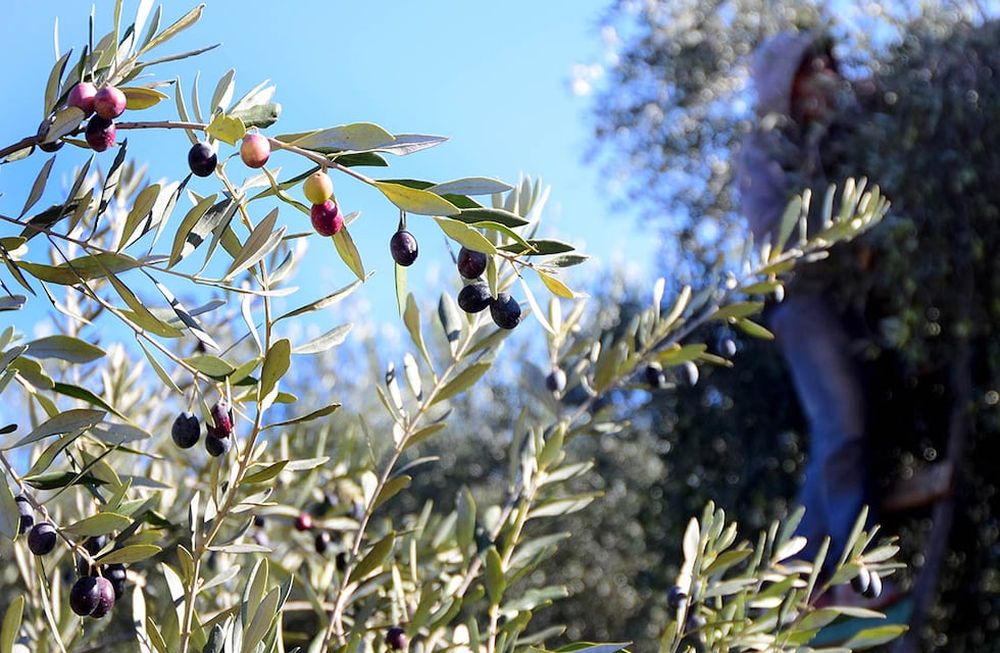 Se estima que a fin de año algunos productos elaborados en esa zona podrán contar con el sello de Identificación de Origen. Hay grandes expectativas sobre el impacto que tendrá en la actividad.