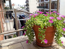 la planta que crece rapido, necesita poca agua y llena de flores rosas los espacios vacios del jardin de tu casa