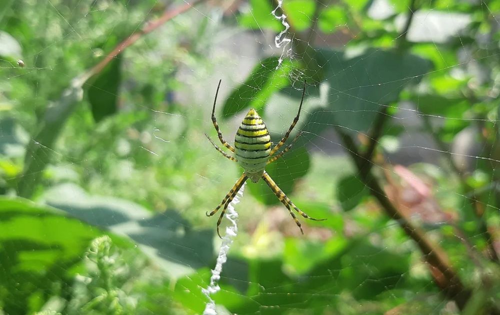 Las arañas pueden continuar su vida en lejos de casa gracias a esta alternativa sustentable que reemplaza a insecticidas químicos más agresivos.
