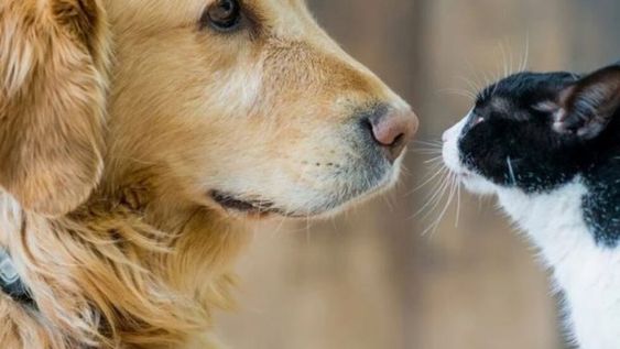Los perros y gatos que dieron positivo por coronavirus con la variante británica presentaron manifestaciones “atípicas” tales como anomalías cardíacas graves y un profundo deterioro del estado de salud.