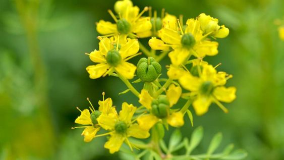 La planta de ruda comenzará a crecer y aportará flores amarillas pequeñas además de armonía en tu casa.