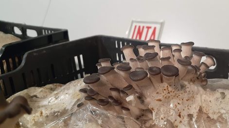 Pequeños productores de hongos comestibles ya abastecen gran parte de la demanda gastronómica de Mendoza