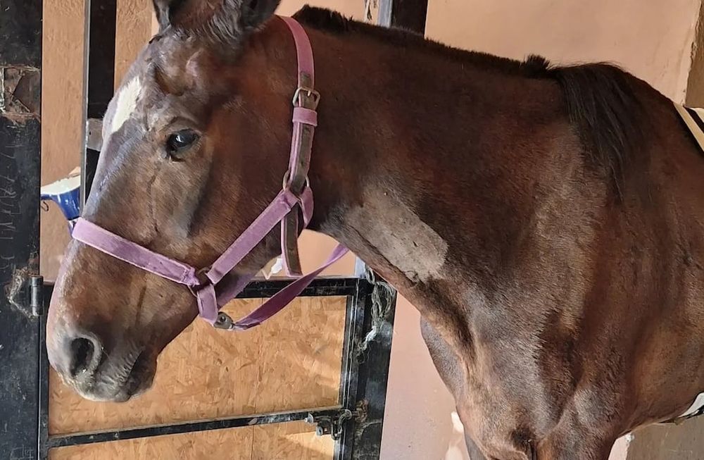 Piden ayuda para pagar la cirugía de Lunera - Asociación Pempa