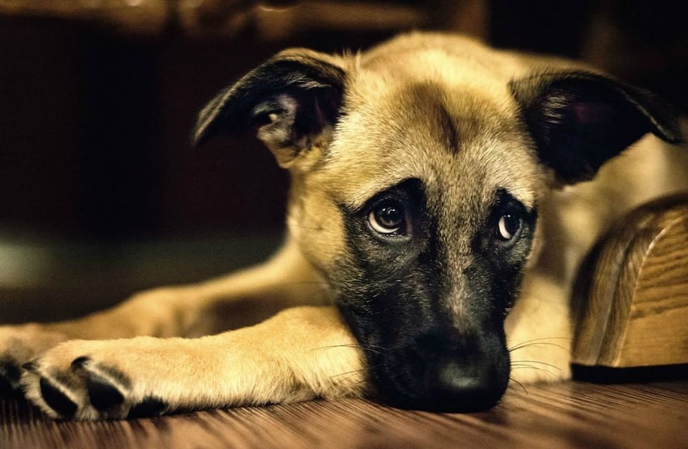 Las razas de perros que más se enferman