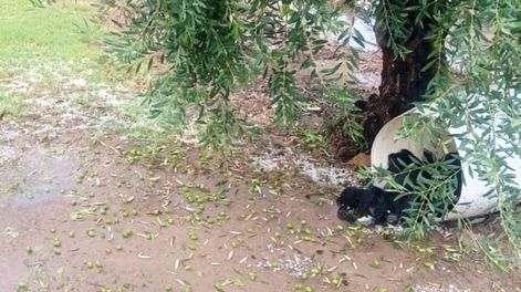 Los Andes | De acuerdo a la joven, iba a ser un buen año para la aceituna. Pero ahora ella y su familia se lamenta, todo el trabajo se encuentra en el piso.