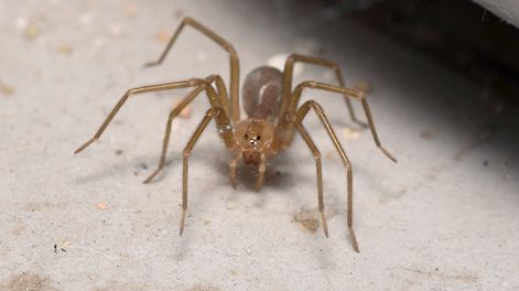 La araña Loxosceles, mejor conocida como araña de los rincones, es una de las dos especies peligrosas que habita en Mendoza