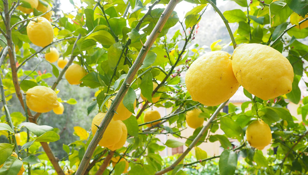 Jard&iacute;n y jardiner&iacute;a cuidan plantas c&iacute;tricas con riego correcto y consciente.