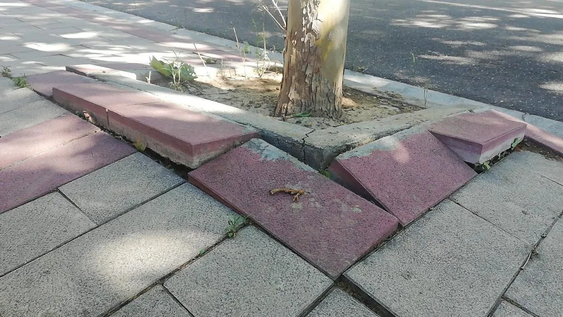 El árbol y un jardín conviven cuando la jardinería elige plantas de raíces seguras