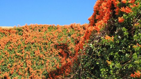 Es la opción perfecta para quienes buscan un jardín verde, fresco y natural con el mínimo esfuerzo y el máximo encanto.