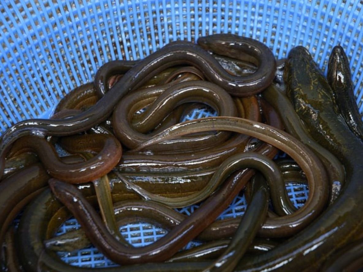 En china se usa como remedio casero la introducción en el colon de anguilas, para combatir es estreñimiento. Es muy peligroso y casi siempre termina en cirugía.