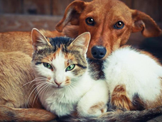 3 razas de perros que curiosamente mejor se llevan con los gatos