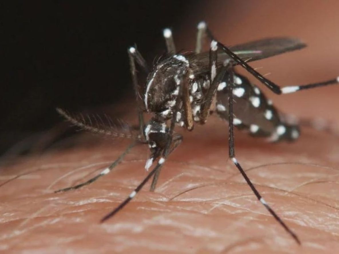Dengue: por qué los mosquitos pican más a algunas personas que a otras