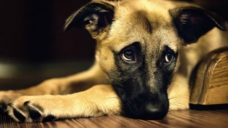 Los Andes | Las razas de perros que más se enferman