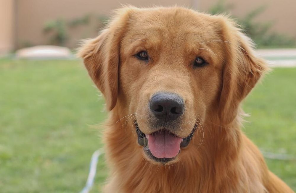 La original y desesperada forma en que una mendocina busca alquiler donde acepten a su perro