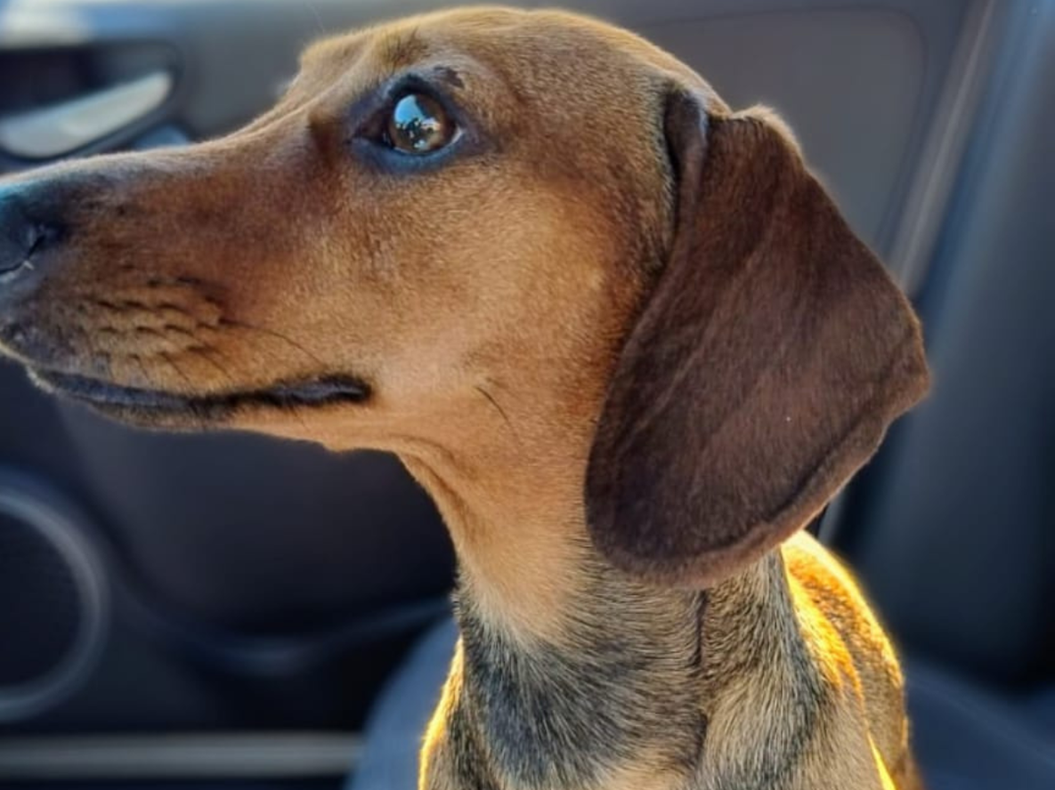 Pedido desesperado: hace 9 meses entraron a robarles, se llevaron a su perra enferma y necesitan encontrarla