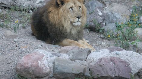 Un león le arrancó un brazo cuando era niño y, de adulto, fue condenado por un terrible hecho