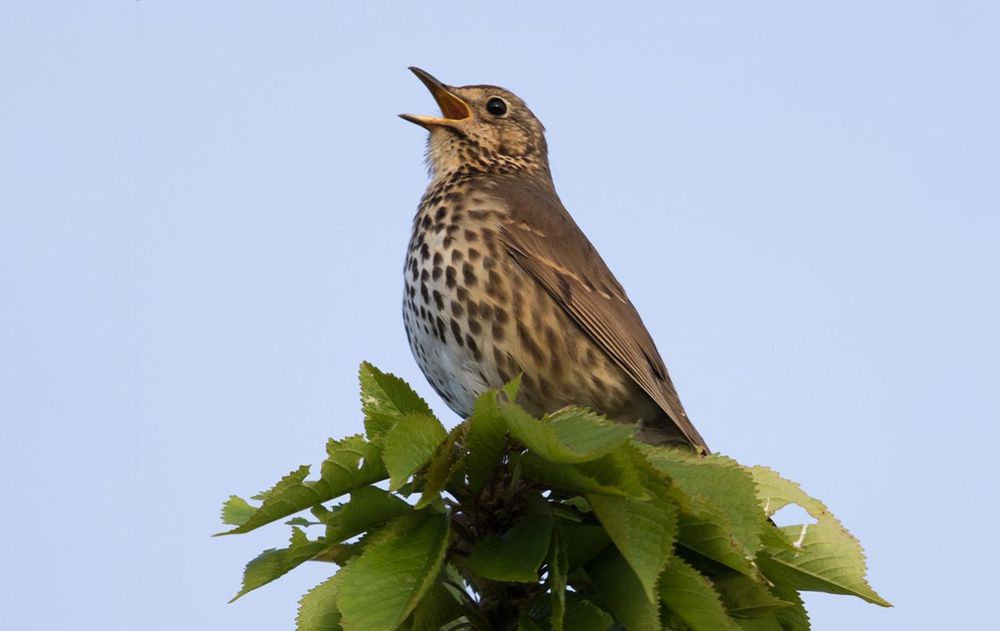 Cada sonido matutino de los pájaros está avisando algo, como señal de supervivencia, territorio y vida en movimiento.