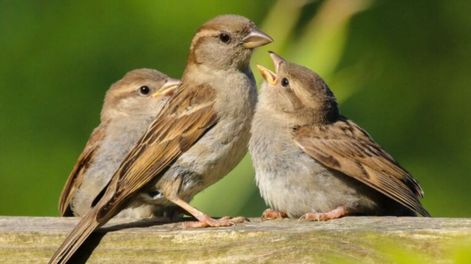 Con paciencia, es posible notar que los pájaros regresen regularmente cuando encuentren alimento seguro.