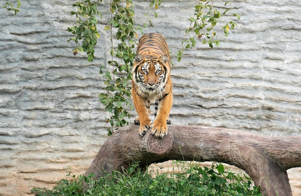 Una mujer es buscada por la policía después de meterse en la jaula de un tigre.