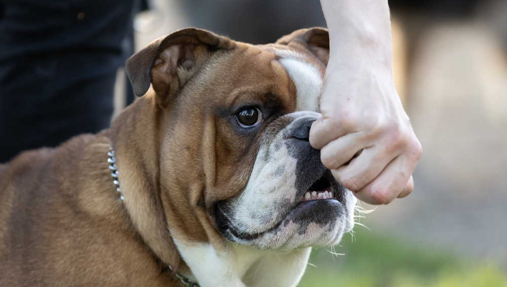 Cómo controlar la agresividad en perros y prevenir violencia, entre los cursos gratuitos disponibles online. Foto: Imagen ilustrativa (Freepik.es)