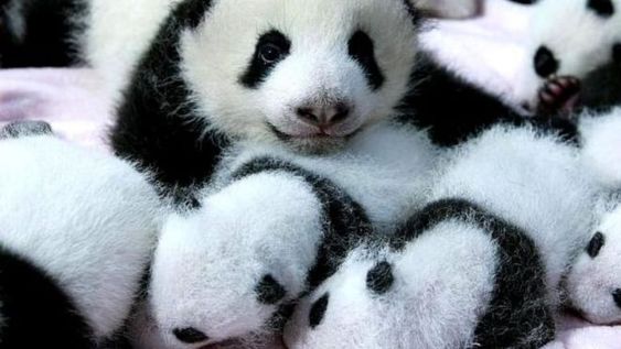 Los osos pandas gigantes, han alcanzado los 1.800 ejemplares en la naturaleza, cifra que alcanza para remover al animal de la clasificación “en extinción” dentro de China.