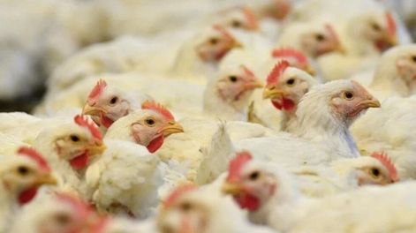 Se pueden gestionar por Internet cuatro trámites para la producción avícola