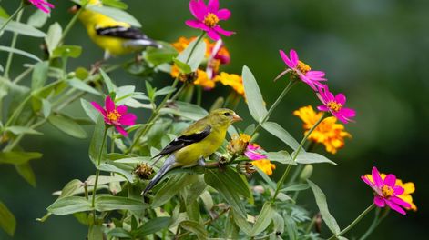 El clima agradable que comienza en septiembre hace que los pájaros visiten continuamente las plantas del jardín.