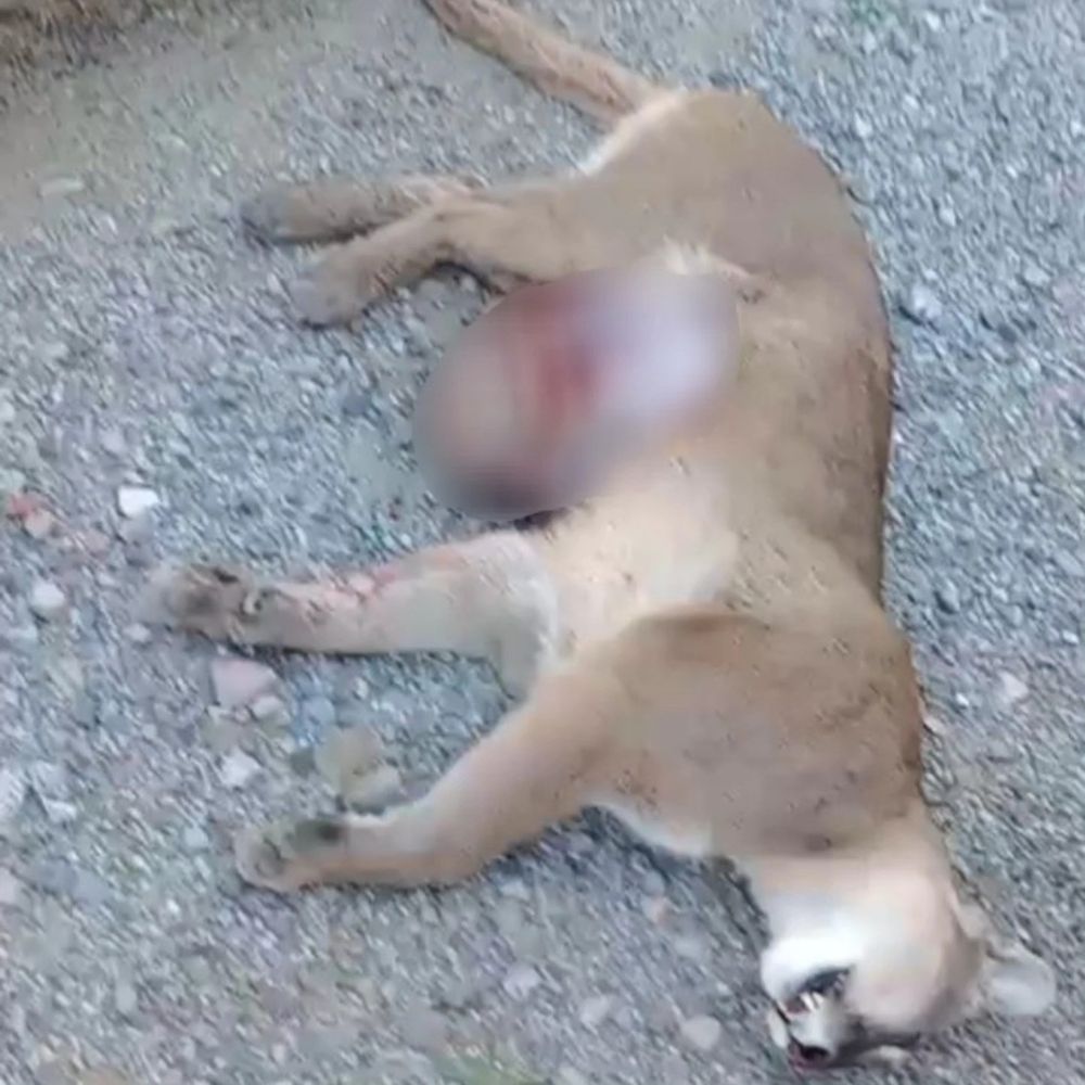 Una hembra de puma preñada fue atropellada por un vehículo en Villa La Angostura. Falleció junto a tres de sus cachorros