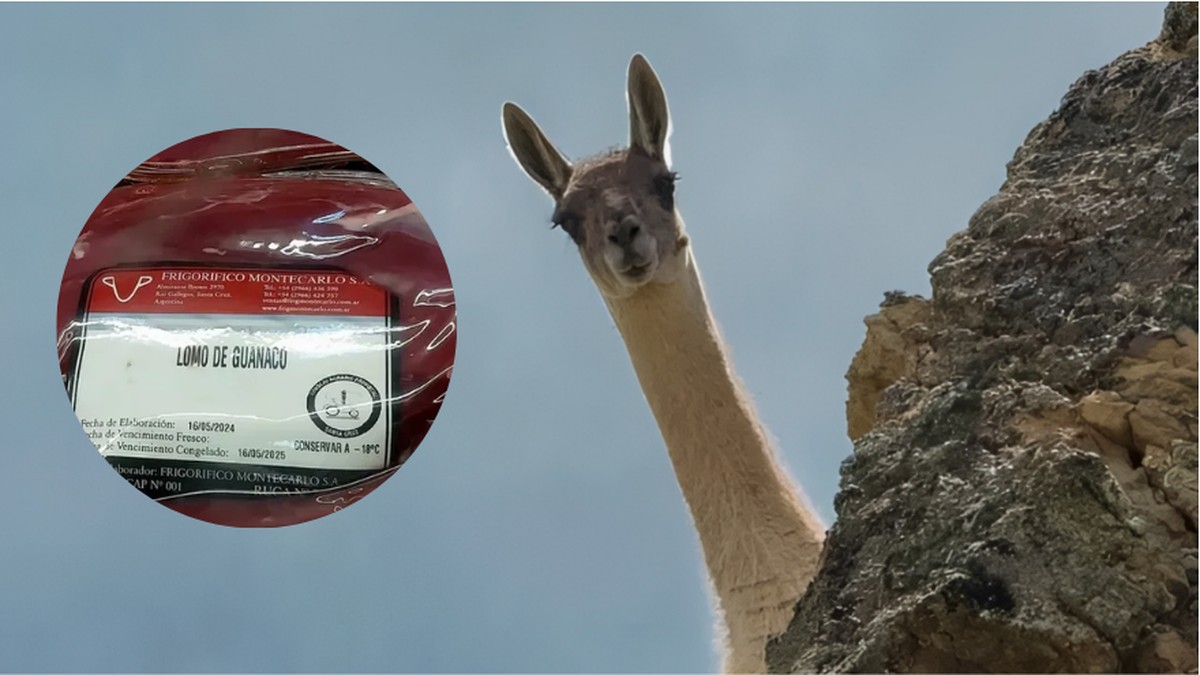 La carne de guanaco llegó a las carnicerías de la Patagonia: una alternativa económica que busca ganar terreno