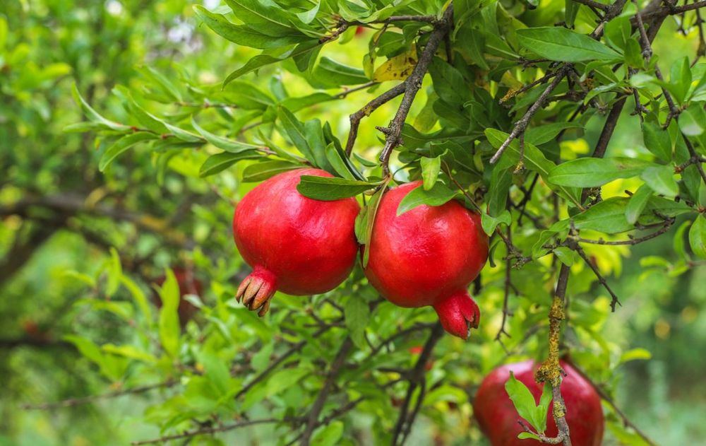 Esta fruta milenaria tiene más antioxidantes que cualquier otra.