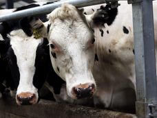 Francia registró la primera muerte humana por el virus Shamonda que se creía exclusivo de vacas