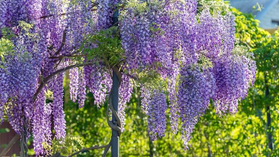 Ya debemos comenzar con el guiado de las ramas de glicinas, a medida que estas broten, ya que los vientos fuertes que habrá hasta mediados de octubre podrían desprenderlas de donde están apoyadas.