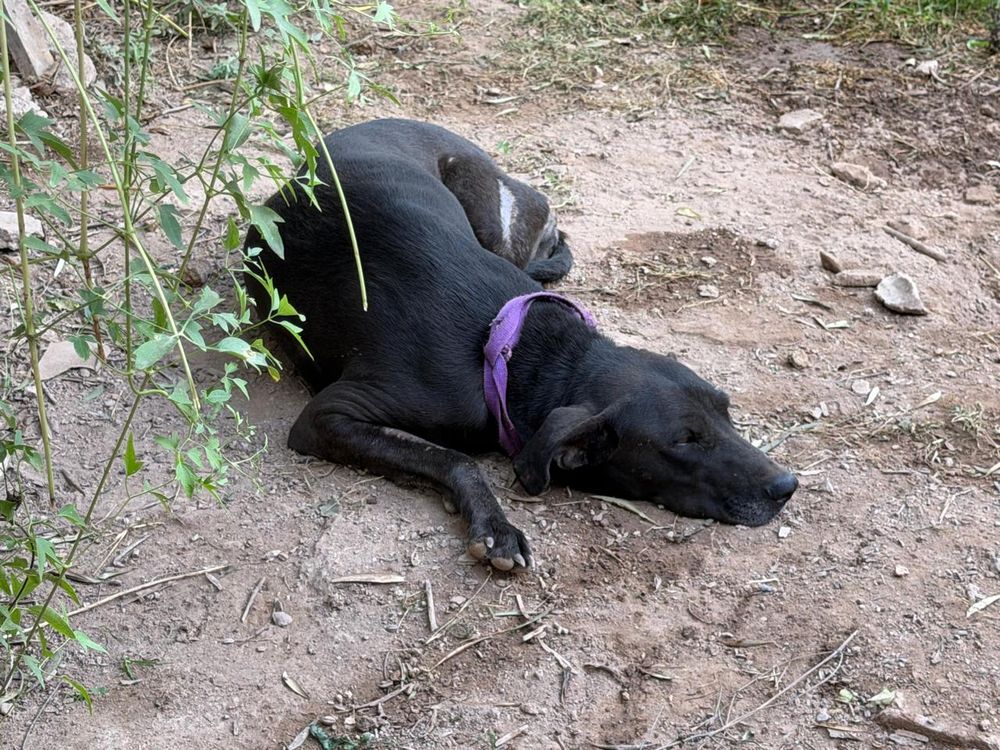 Natanael fue herido en un intento de asalto cuando limpiaba el espacio donde su familia aloja perros callejeros.
