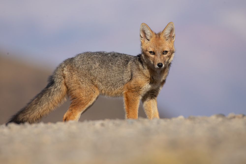 Vacanze e natura: quali animali si possono vedere a Mendoza e nel loro habitat naturale? Foto: Per gentile concessione di Martín Pérez (Instagram @cuyo.birding.3)