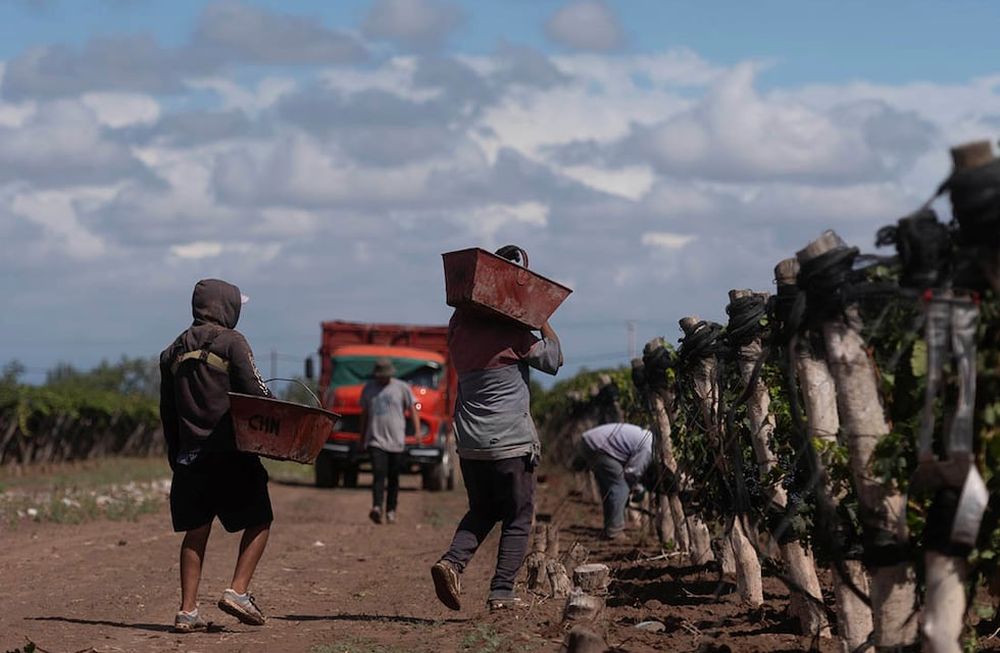 Es necesario que el sector comience a trabajar en forma conjunta en todos los eslabones para llegar a “buen puerto”. / Foto: Ignacio Blanco / Los Andes