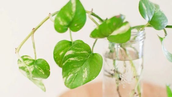 las 5 plantas que podes cultivar en agua sin usar tierra, ideales para cuidar poco y que vivan mucho