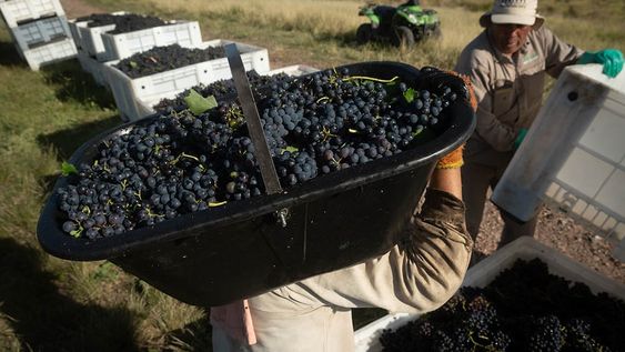 Las contingencias climáticas provocaron daños, enfermedades y en algunos casos hasta pérdidas totales en los viñedos de diferentes puntos de la provincia.  / Foto: Ignacio Blanco / Los Andes