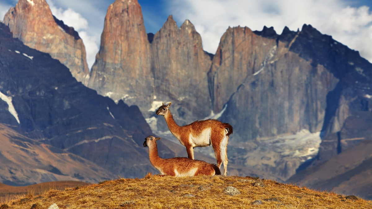Visitar los destinos más exóticos de Chile: cómo llegar y ver la mayor cantidad de animales
