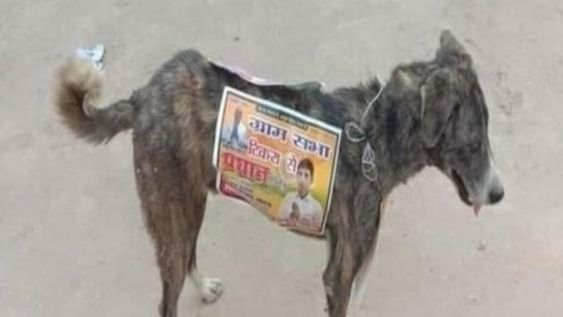 Políticos indios utilizan perros callejeros para hacer publicidad callejera. Foto: Gentileza.